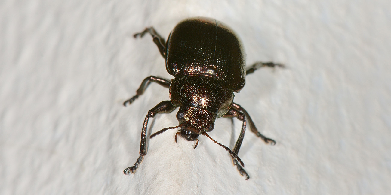Chrysomelidae: Colasposoma dauricum
